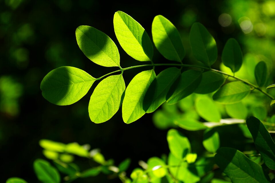 Robinia leaf veins filigree