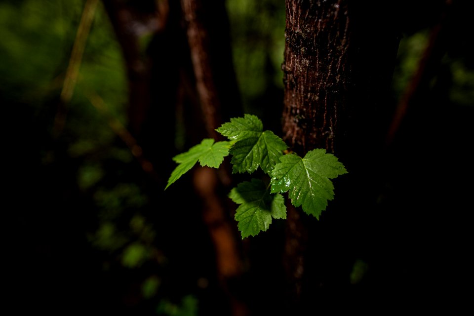 Rocky Mountain Maple  (Acer glabrum)