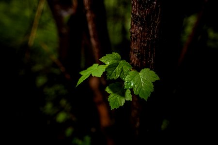 Rocky Mountain Maple  (Acer glabrum)