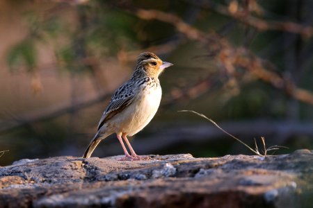  SYT7157 burmese bush lark