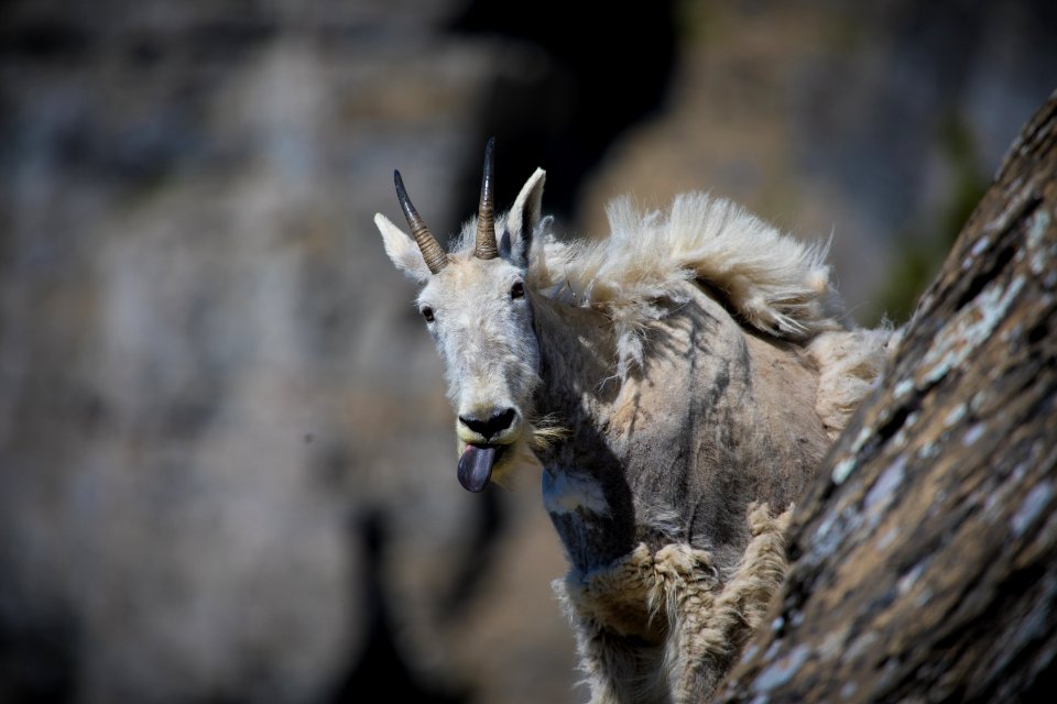 Mountain Goat