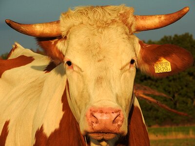 Simmental cattle livestock cow
