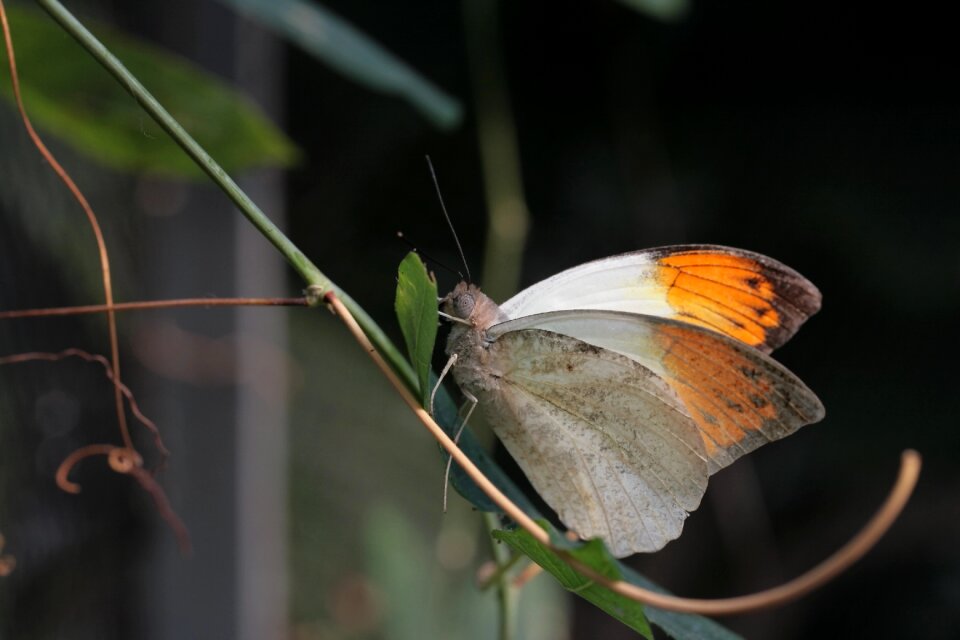 Great aurorafalter hebomoia glaucippe tropics butterfly