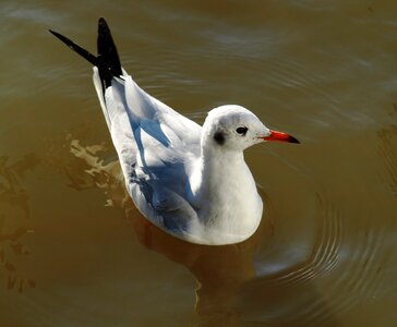 Water bird swim