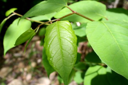 Expansion of Japanese Knotweed