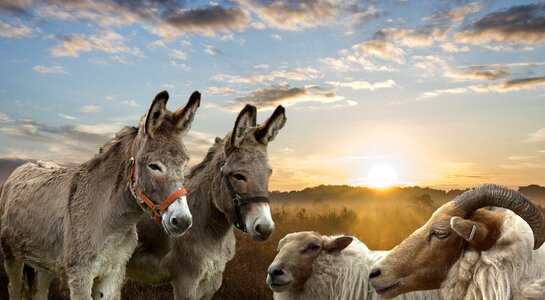 Donkeys nature sheeps