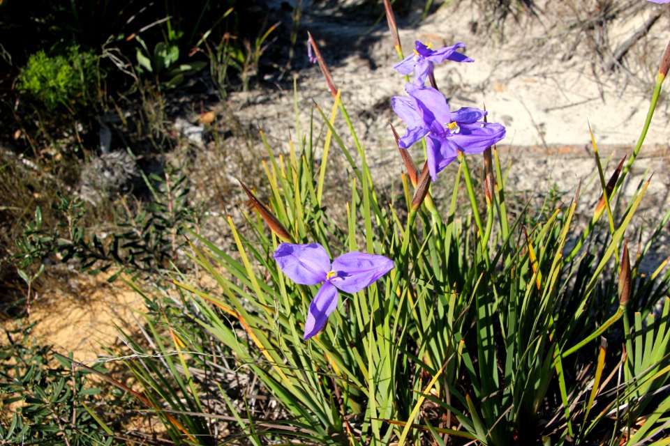 Bundeena-100816 62 photo