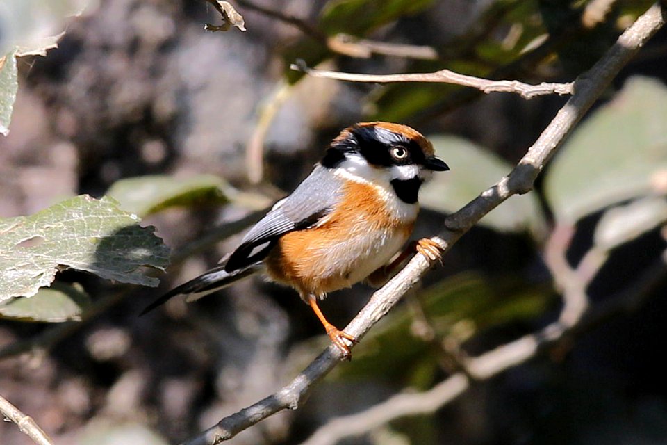  SYT5597 红头[长尾]山雀 Black-throated Tit