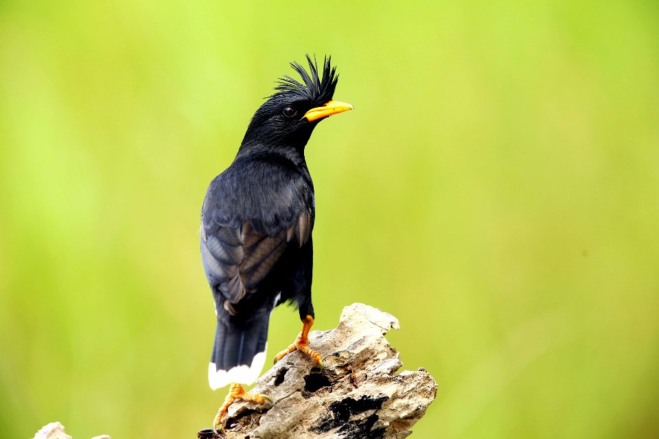  SYT7804 Great myna