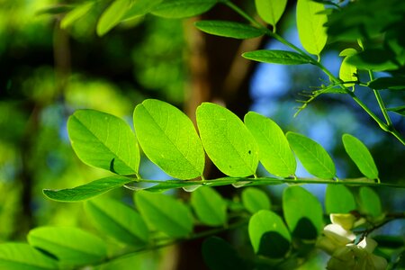 Robinia leaf veins filigree photo