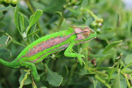 Reptile green camouflage