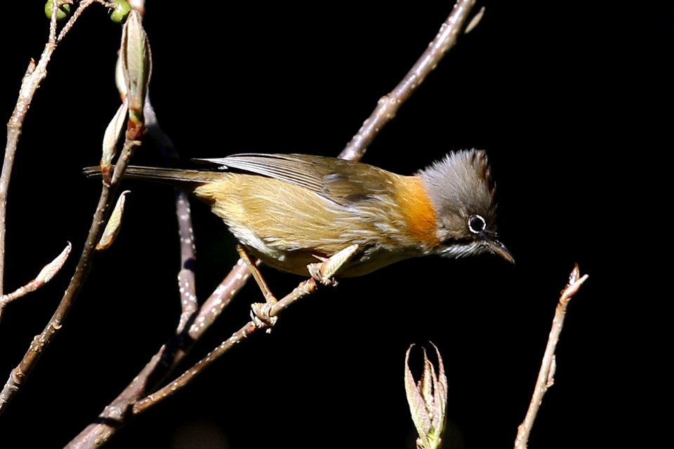  SYT4794 黄颈凤鹛 Whiskered Yuhina
