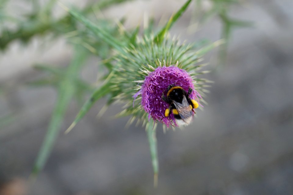 Mittendrin