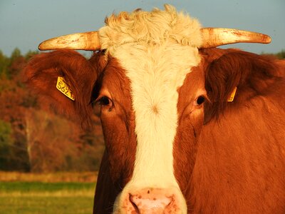 Simmental cattle livestock cow
