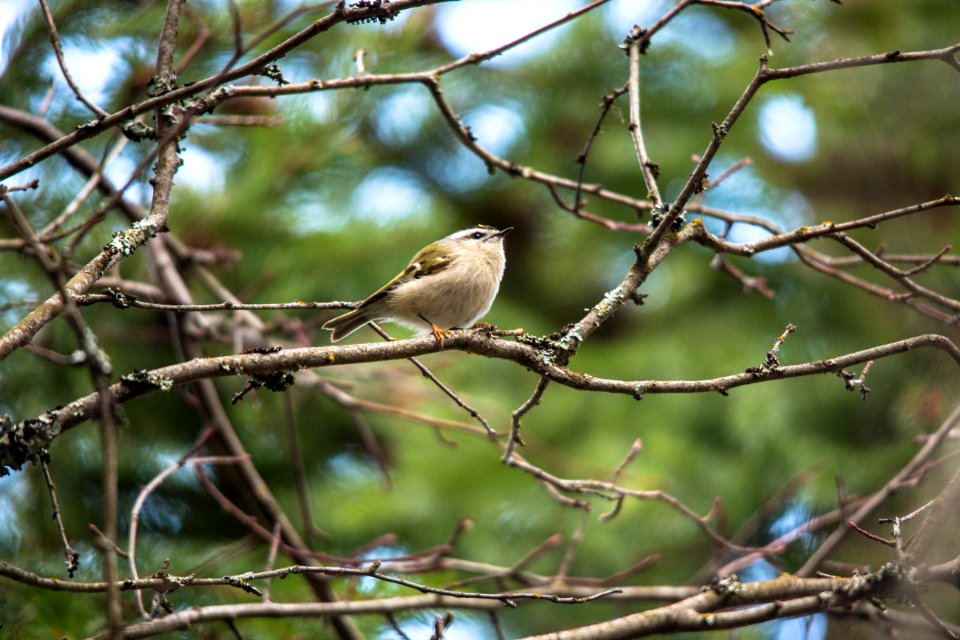 Golden-crowned Kinglet - Regulus satrapa photo