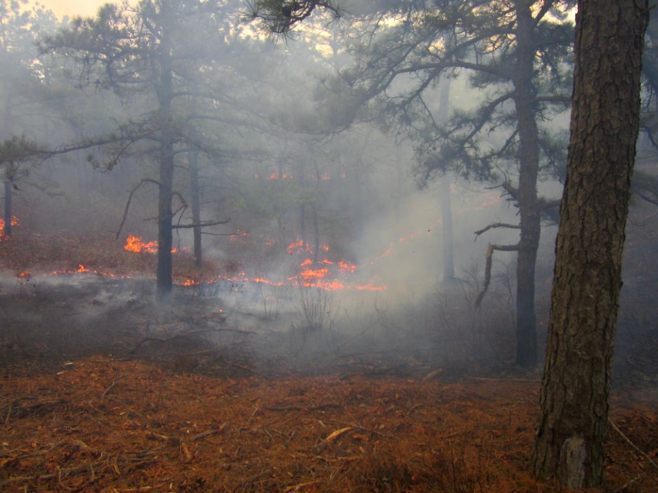 Cape Cod Controlled Burn