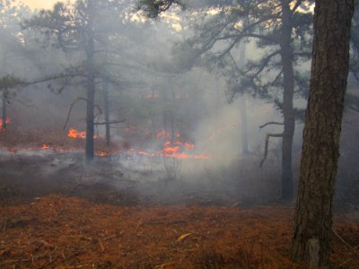 Cape Cod Controlled Burn photo