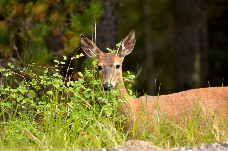 White-tailed deer near West Glacier