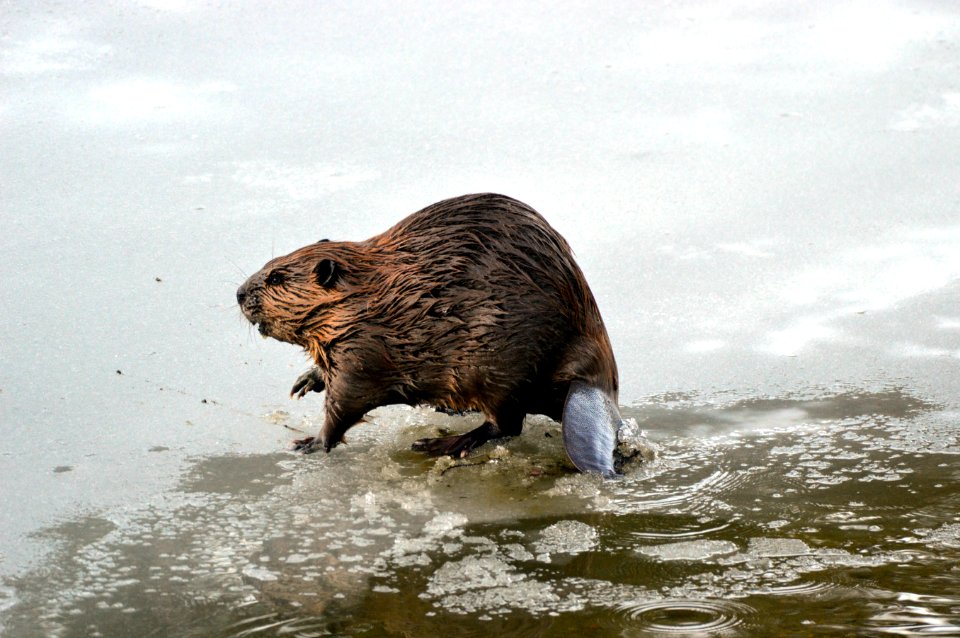 Beaver in McDonald Creek photo