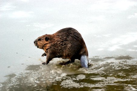Beaver in McDonald Creek
