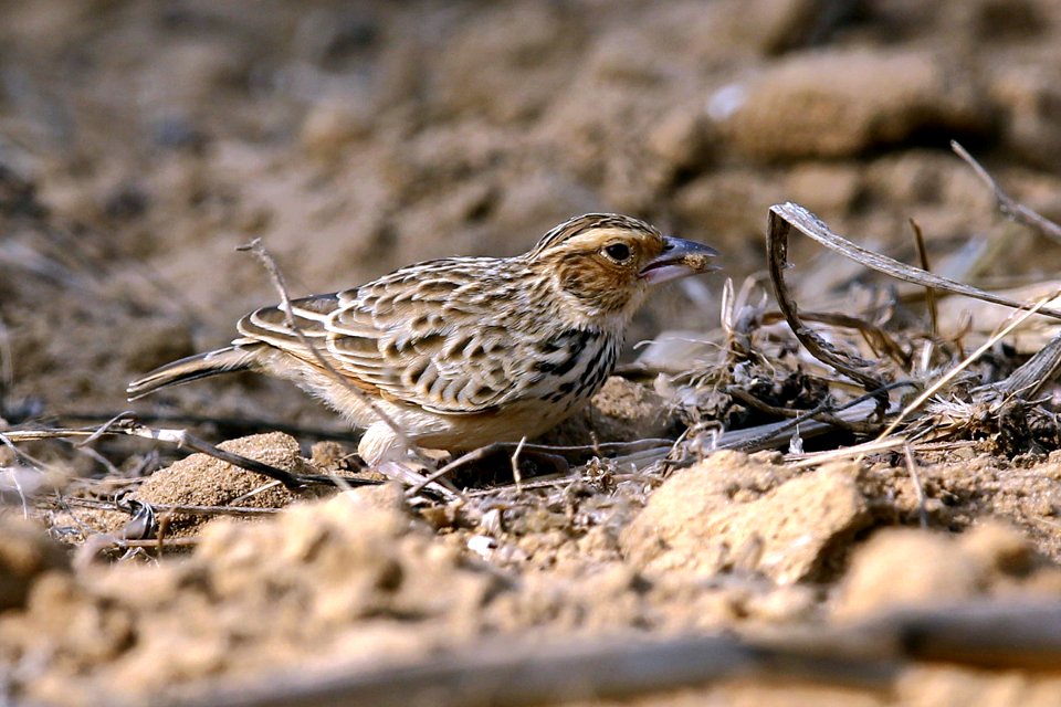  SYT1838 buemese bush lark