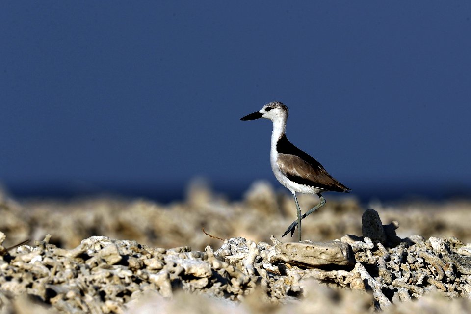  YT 3209 crab plover