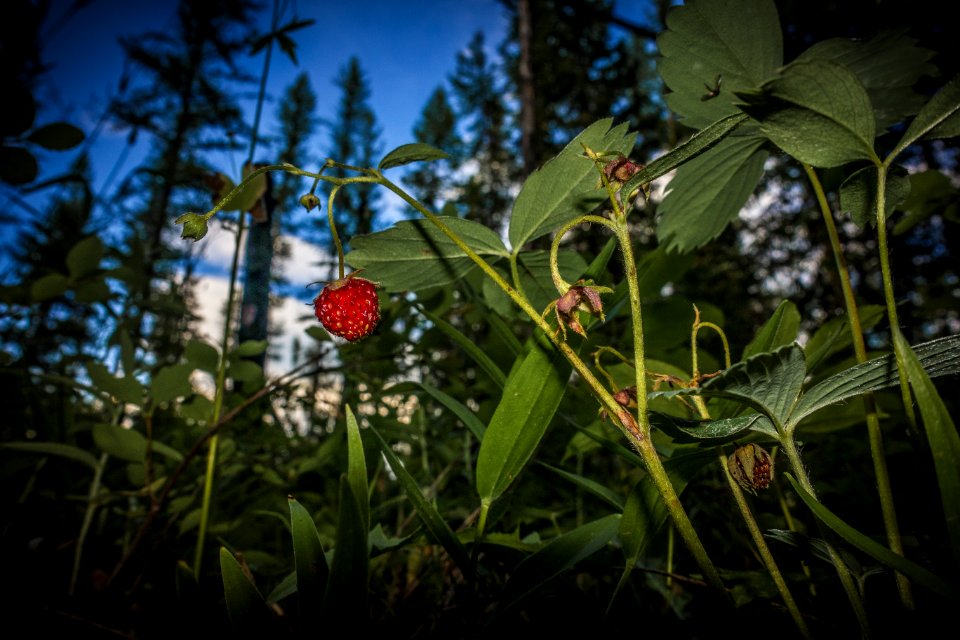 Wild strawberry (Fragaria virginiana)