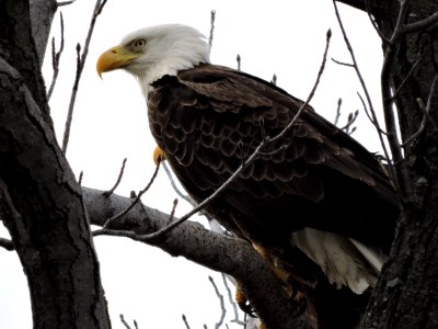 Bald eagle at Eastern Neck National Wildlife Refuge photo