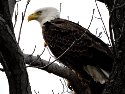Bald eagle at Eastern Neck National Wildlife Refuge