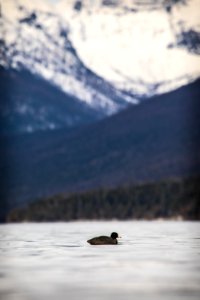 Coot