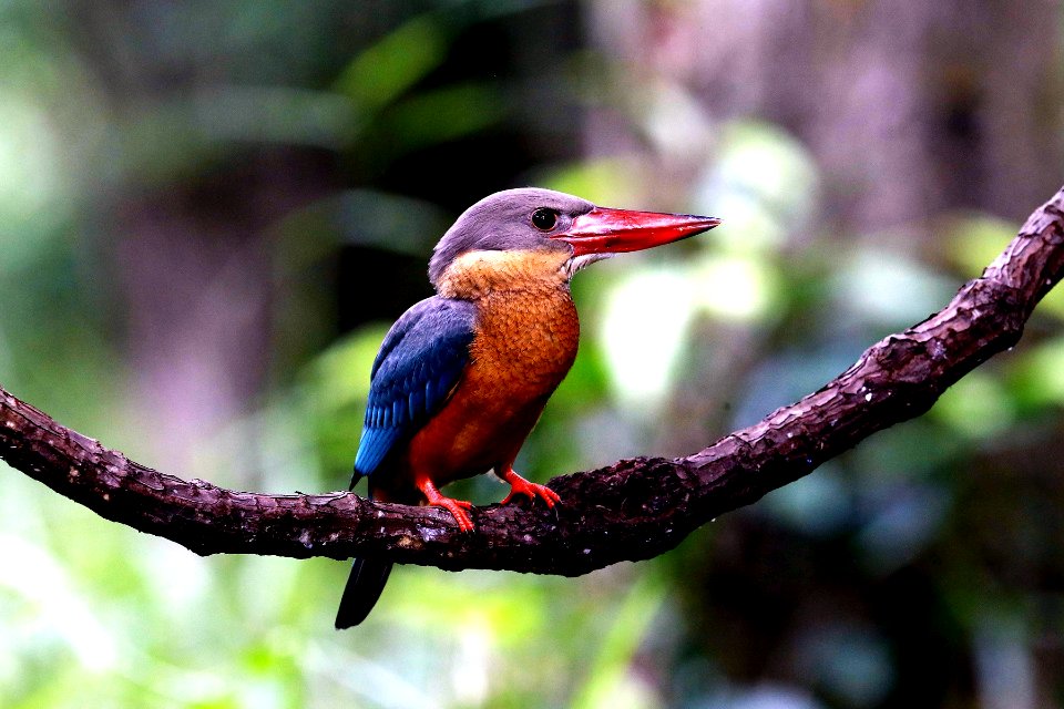  YT 4242 stork-billed kingfisher