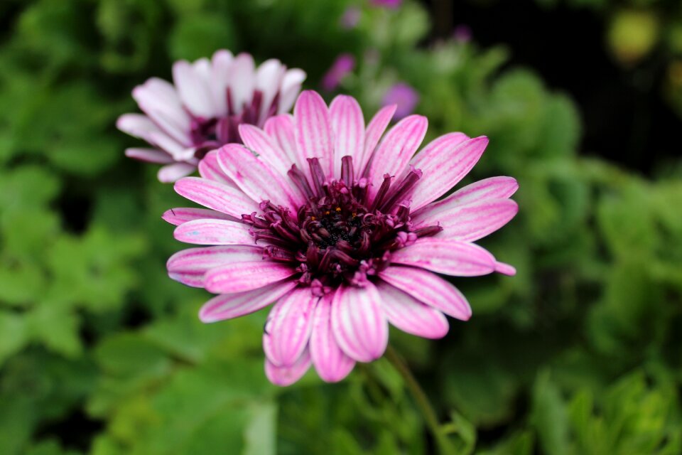 Purple flower plant blooming