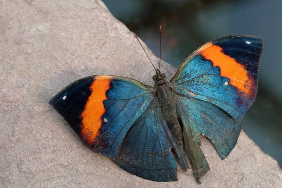 Indian journal exotic rest