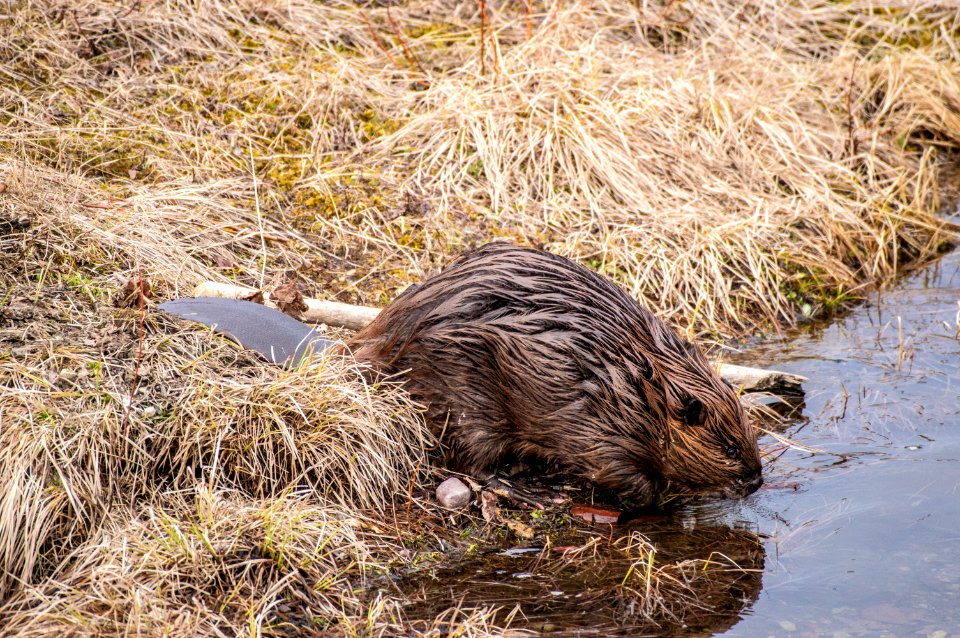 North American beaver (Castor canadensis)