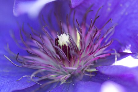 Clematis purple nature