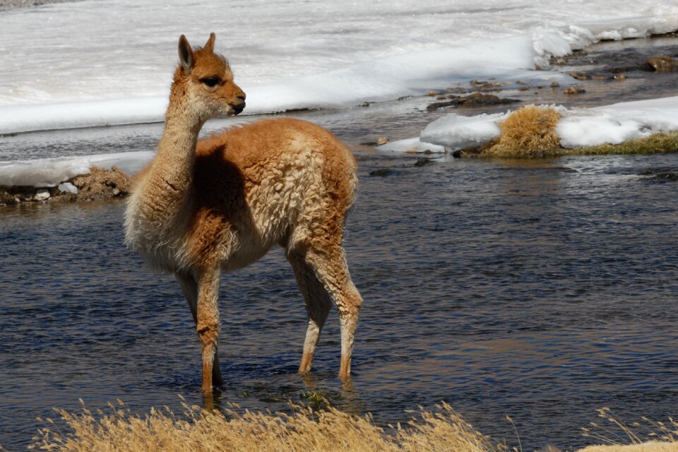 Alpaca river landscape