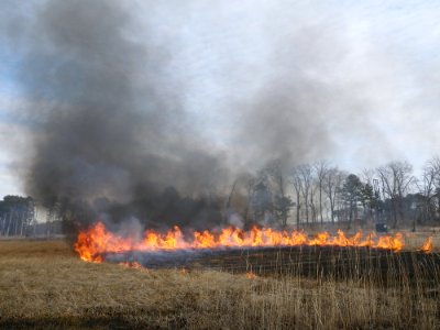 Eastern Neck National Wildlife Refuge controlled burn photo