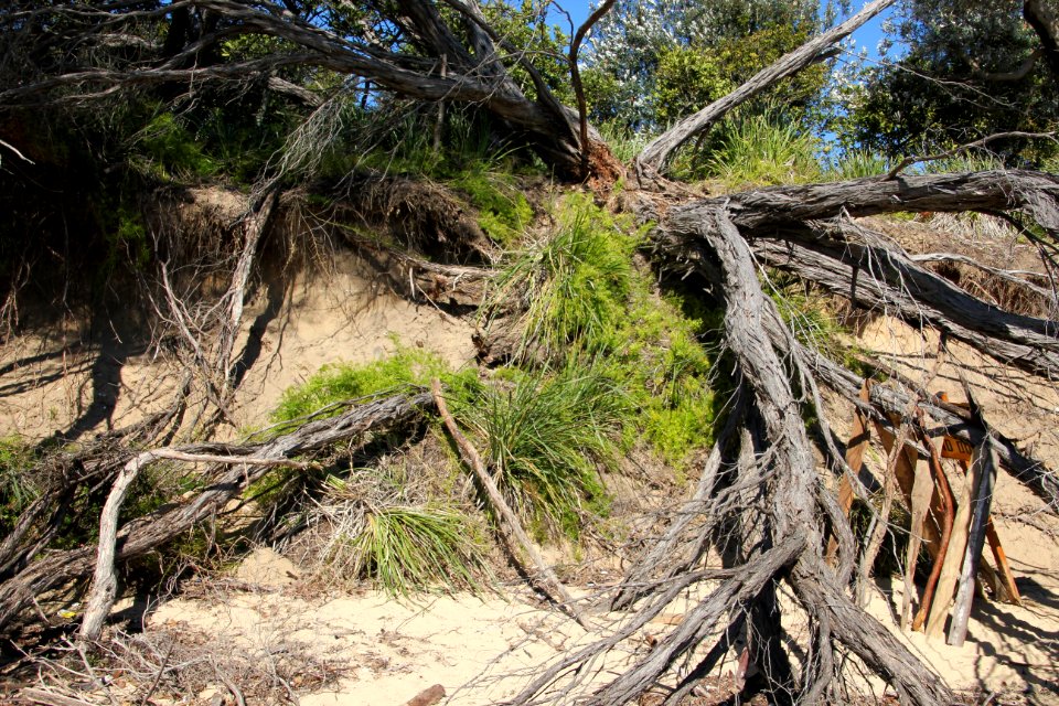 Bundeena-100816 23