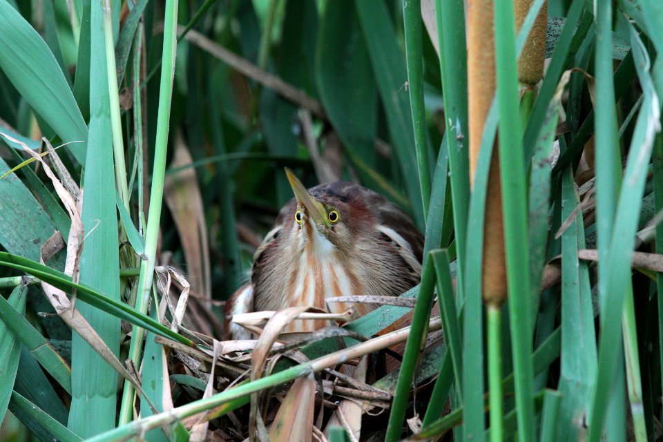 A72D2068 yellow bittern