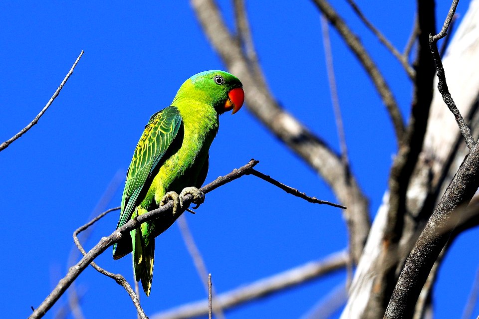  15I2209 blue-napped parrot