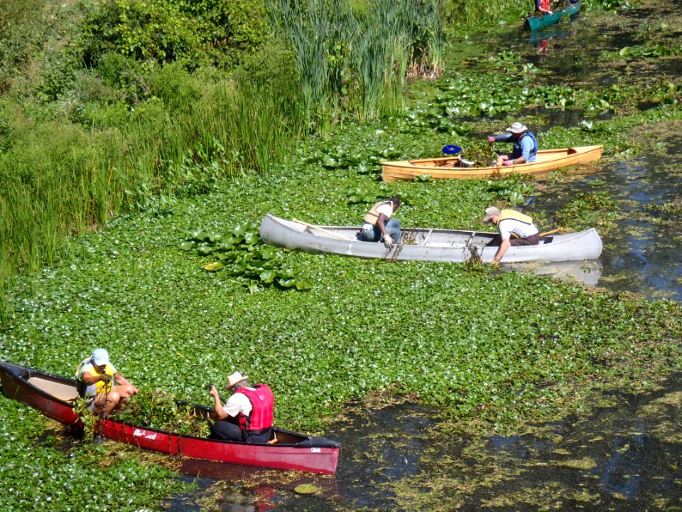 Water Chestnut Volunteers photo