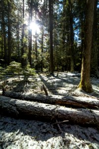 Forest Floor Near Sprague Creek