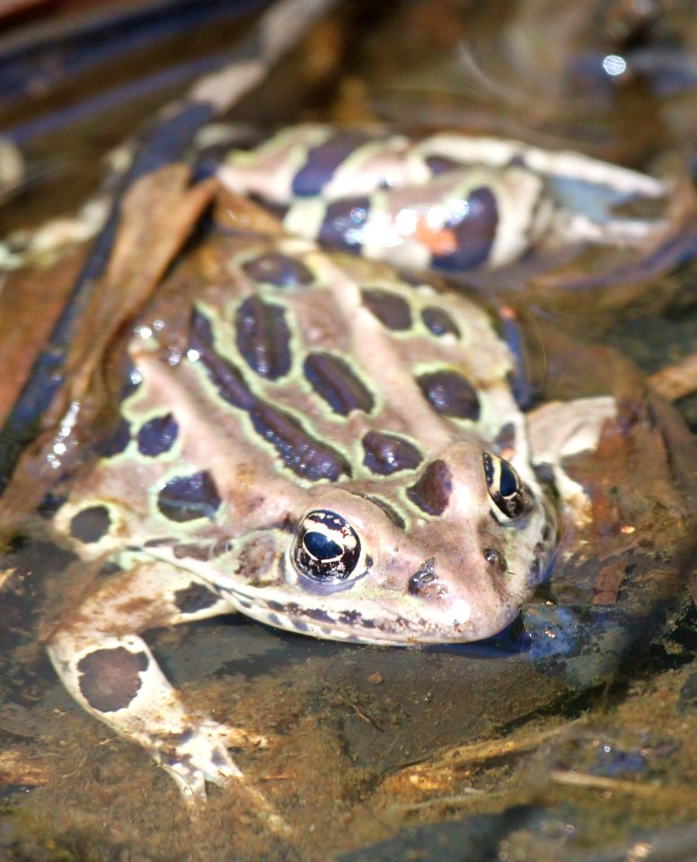 Leopard Frog