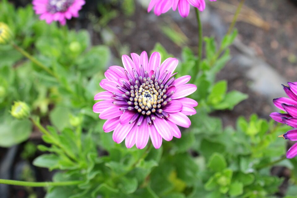 Purple flower plant blooming