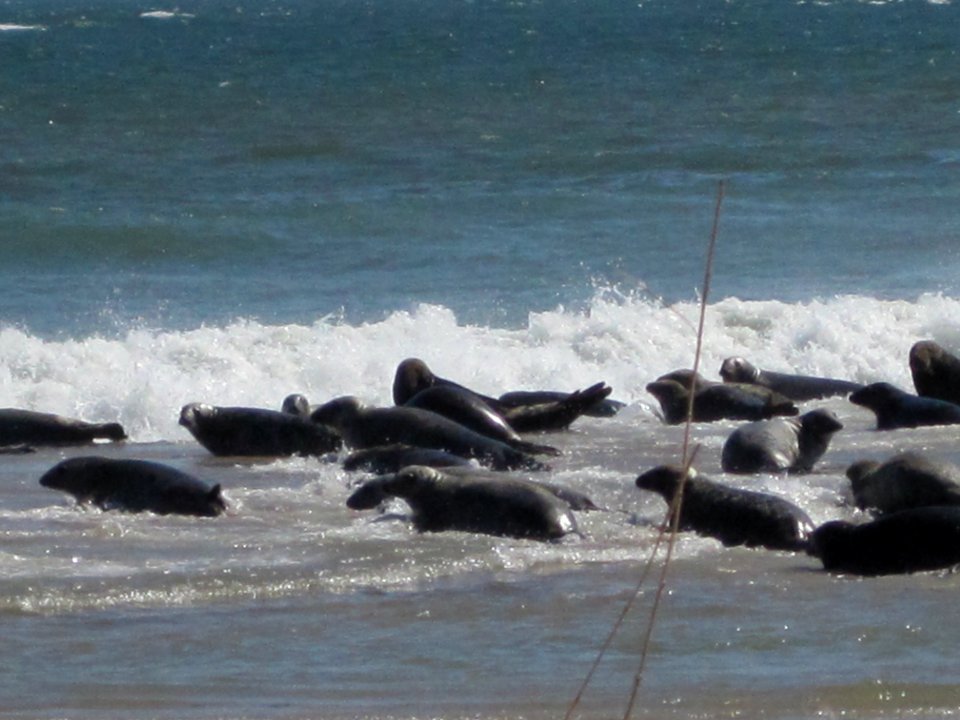 Seals on South Monomoy Island