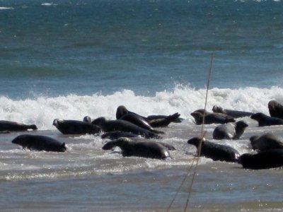Seals on South Monomoy Island