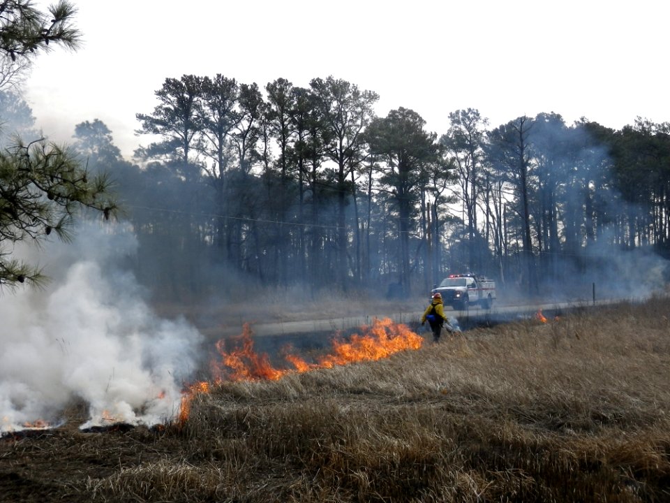Fire management at Eastern Neck National Wildlife Refuge brackish marsh burn