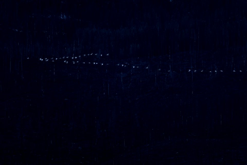 Tundra Swans (Cygnus columbianus)
