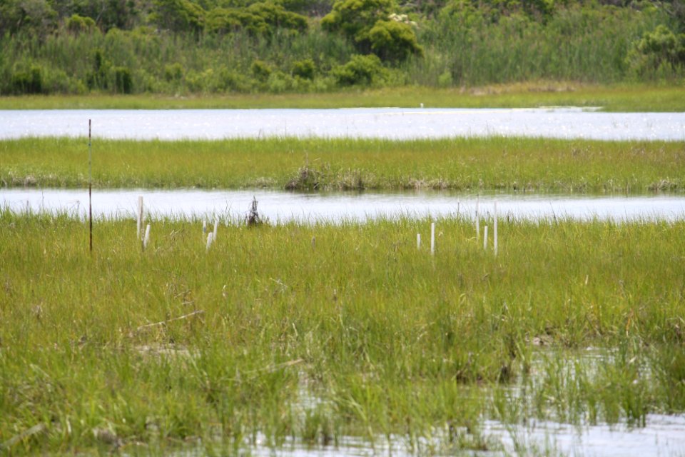 Marsh Measurements