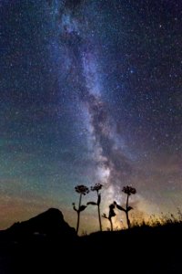 Flowers and Milky Way Portrait